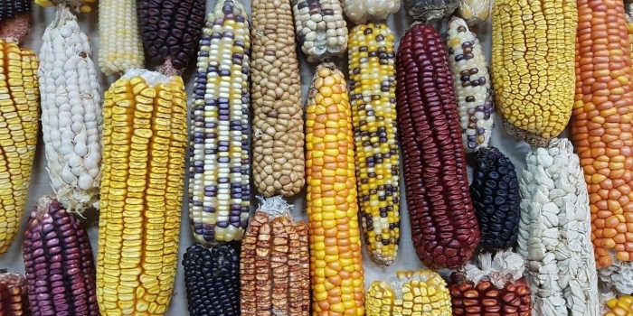 La historia del maíz en Uruguay y las variedades de la región:  investigadora de UTEC participó de trabajo que reunió esta evidencia de  Latinoamérica - Noticias :: UTEC