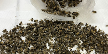 Mortandad de abejas: una crisis ambiental que exige decisiones urgentes