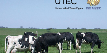 Tecnólogo en Manejo de Sistemas de Producción Lechera: carrera conjunta entre CETP/UTU y UTEC
