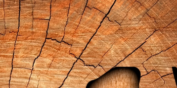 Webinar estrategias para agregar valor a la madera