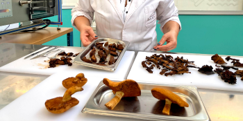 Cogumelos comestíveis de eucalipto: começaram pesquisas para aprender mais sobre esse alimento e desenhar novos processos de produção