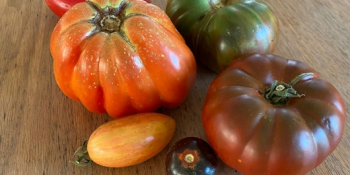 Tomates de variedades poco conocidas fueron evaluados por consumidores con el apoyo de UTEC